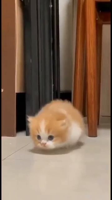 Клип @meowtaverse