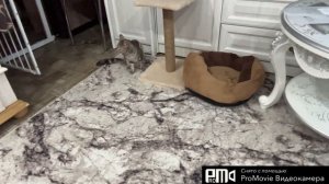 Выкинула😱КОТА на мороз⁉️😡