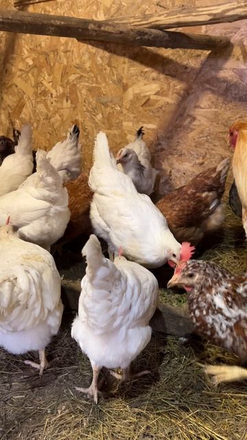 Новости из курятника #куры #яйцо #петух #новости_из_курятника.