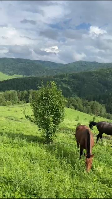 Волшебные места Алтая! Величие природы.