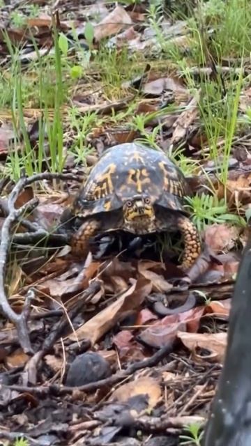 случай на охоте