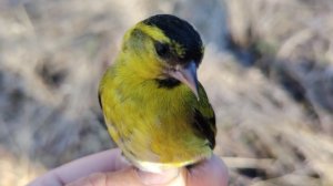 Утро в лесу