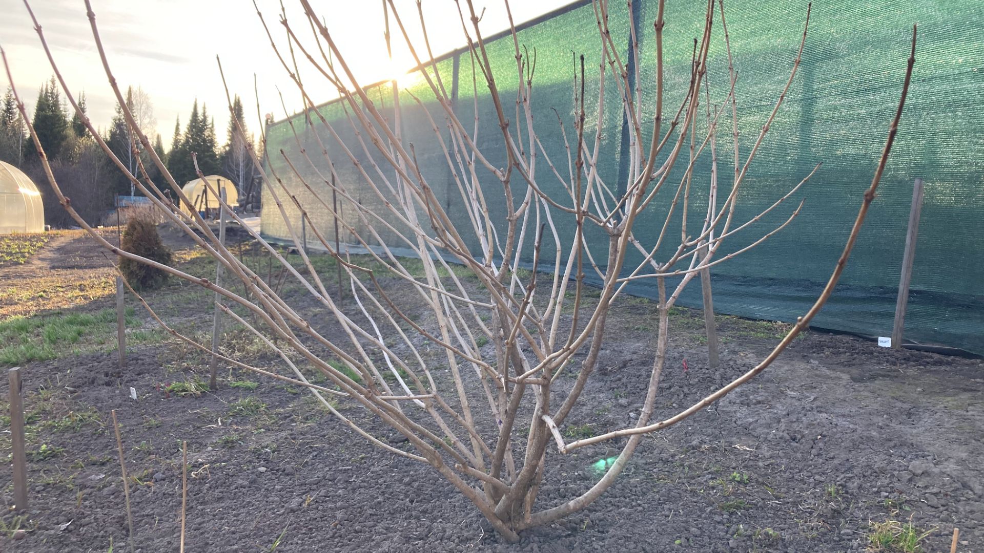 28 соток, 29 апреля 2026 года. Рыхлю и подкармливаю чеснок.