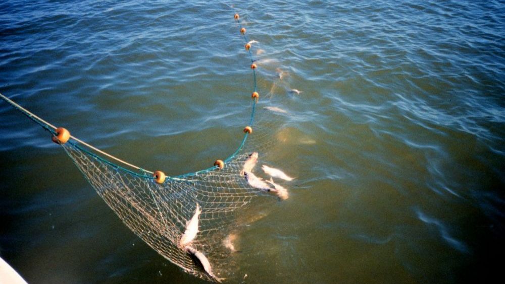 КАЧЕСТВЕННЫЕ И УЛОВИСТЫЕ РЫБОЛОВНЫЕ СЕТИ СВОИМИ РУКАМИ ОТ НАЧАЛА И ДО КОНЦА. РЫБАЛКА НА СЕТИ.