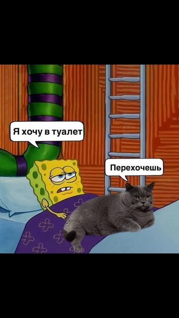 Комитет против пылесосов) Приколы с котами