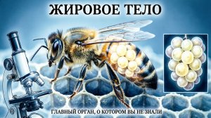 Что такое жировое тело и зачем оно пчеле? Объясняет профессор Кашковский
