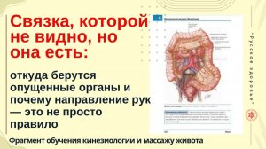 Связка, которой не видно, но она есть: откуда берутся опущенные органы и почему направление рук.