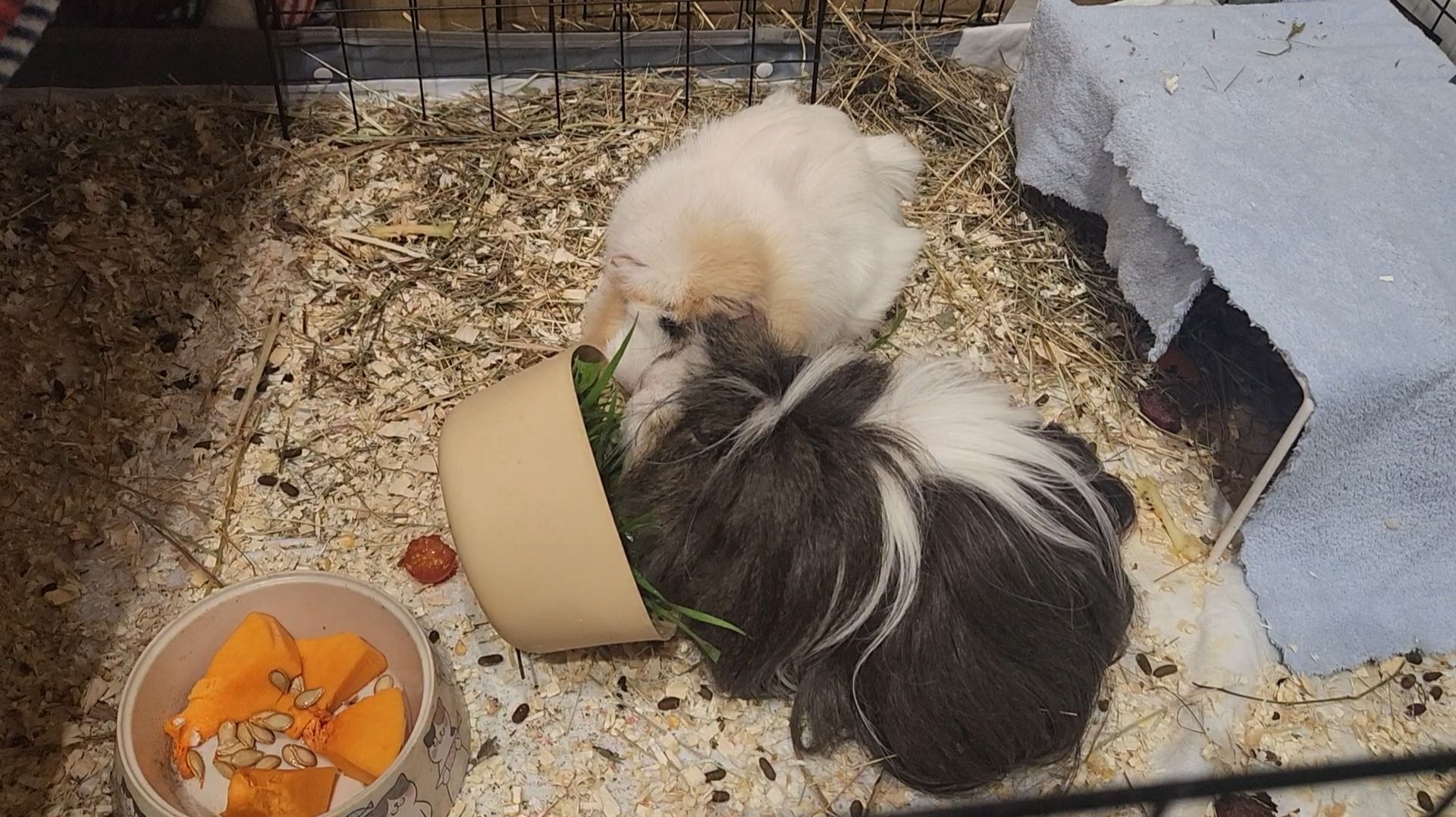 Весенняя зелень в ресторане морских свинок Улли и Пулли 💚 🐗