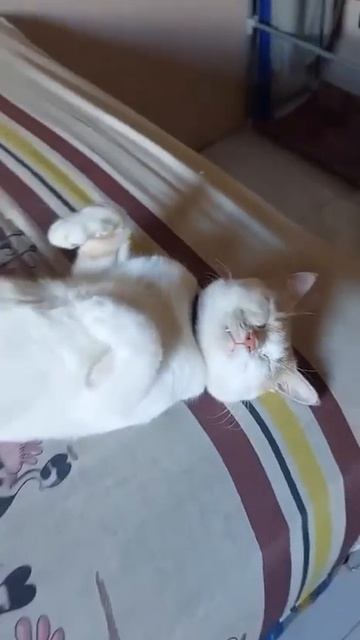 Храпит хуже бати 😂