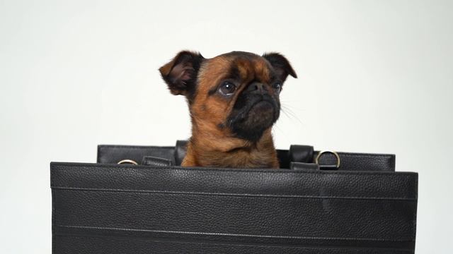 Сумка переноска для собак Tesoro Collezione