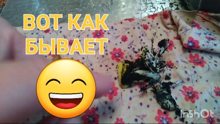 МОИ ТЫКВЫ И КАБАЧКИ СЕЛЯТСЯ В ДОМИКИ😉😉😉🌿🌿🌿