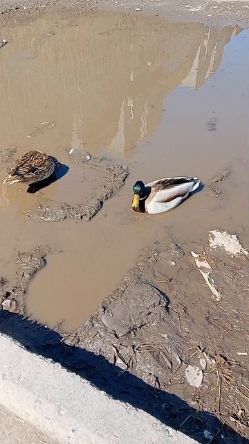 Утки купаются в Красноярске где им хочется. Побольше бы им водоёмов. 2026 г. Весна.