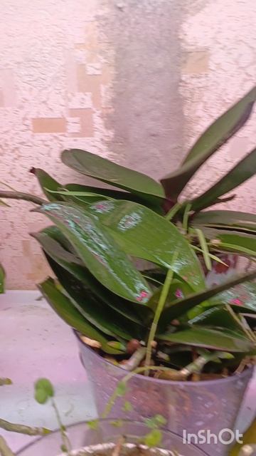 Утренний обход моих орхидей перед работой 😀все красотки на цветоносах 🧚♀красота ❤❤❤❤ #орхидея