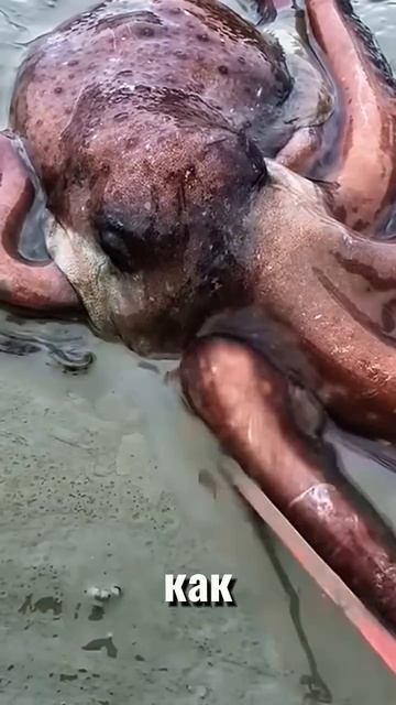 Осьминог безформеный