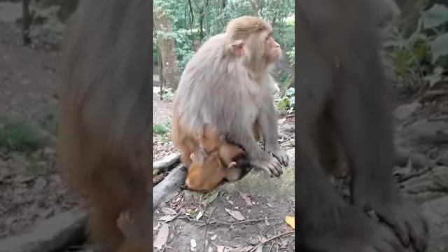 Японские макаки: Когда мать не взлюбила детёныша с...   1000046938.mp4