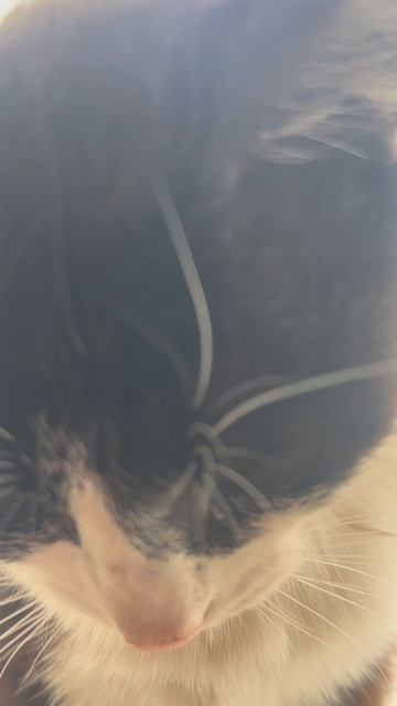 🐱 Любопытный малыш наблюдает за миром! 🔭