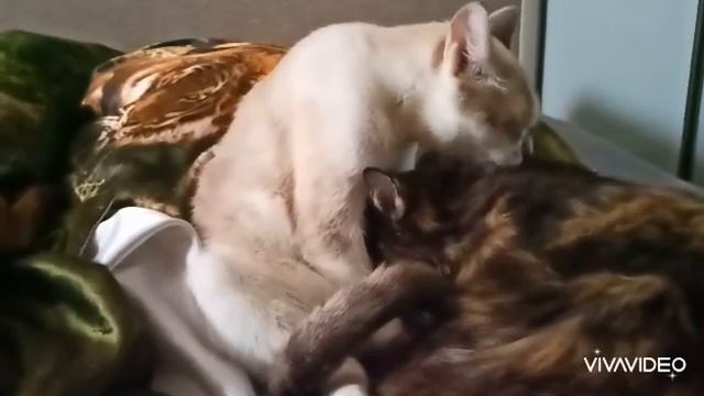 *** ПЕСНЯ ПРО КОШЕК *** МОИ КОШКИ ***