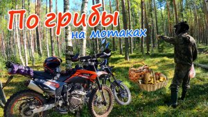 Поездка на эндуро мотоцикле sport 003 и мопеде альфа в лес за грибами