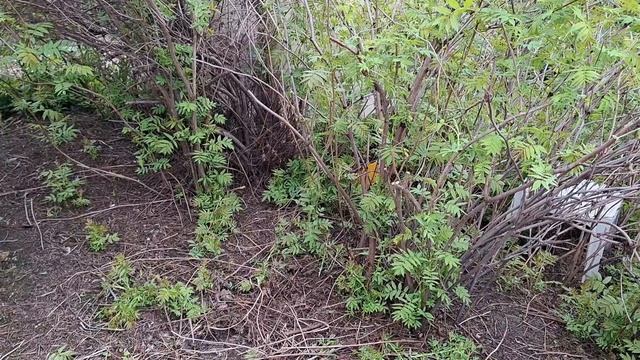 вырезаю подрябинник 30.04.26