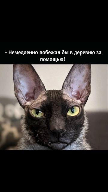 Молчи потише!) Приколы с котами