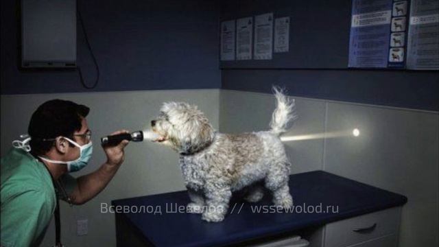 8 апреля новости дня - больничные питомцам, консенсус ACVIM, тайские кошки