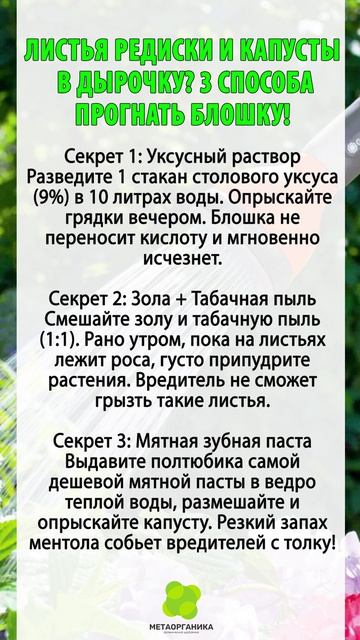 Листья редиски и капусты в дырочку? 3 способа прогнать блошку!