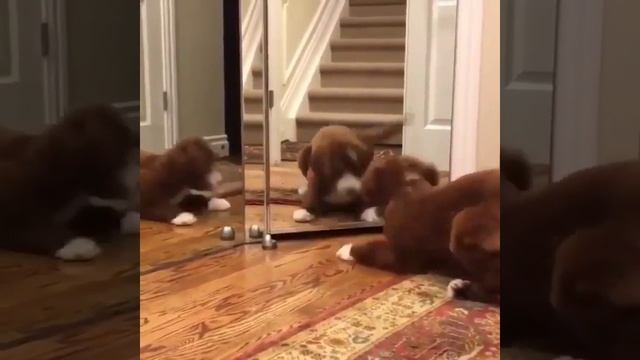 VID_20260430_024851_454.mp4