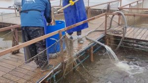 запуск форели