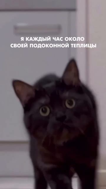 Но она взошла не просто так…