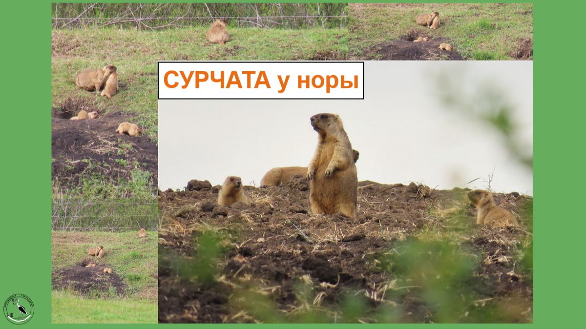 Шестеро крох-сурчат у своей норы. И взрослые сурки, 30.04.26