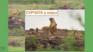 Шестеро крох-сурчат у своей норы. И взрослые сурки, 30.04.26