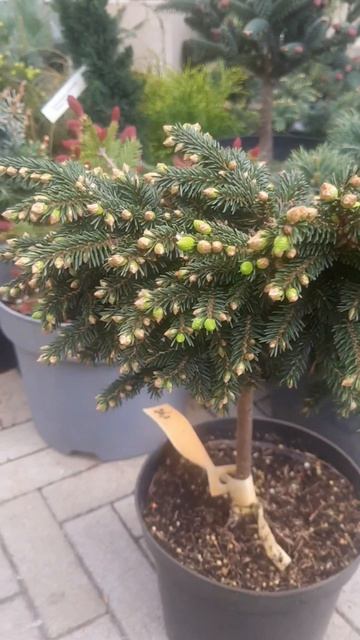 ❤🌲Ель восточная Спринг Гров на штамбе
✔Продажа растений в макс и теленрам канале: Https://t.me/love_