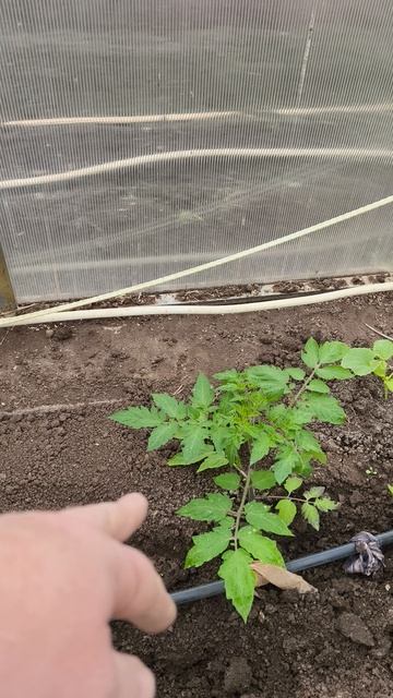 ежедневный осмотр теплицы 30 апреля #теплица #дача #садоводничество #огород #уходзатеплицей