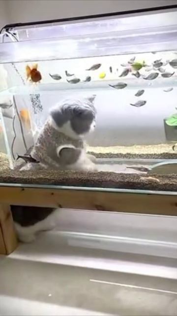 Смешные коты #119-9