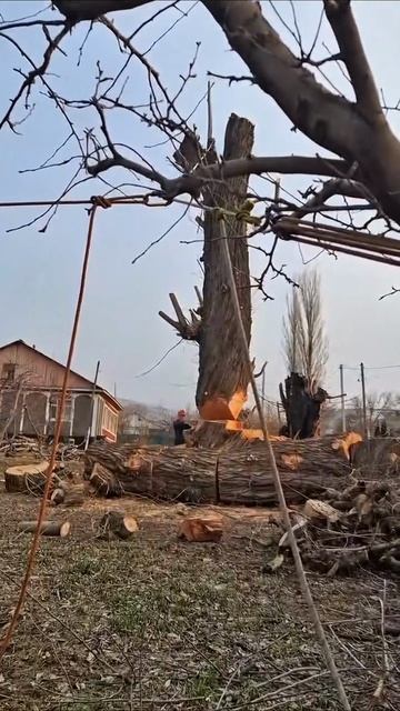 Чтобы яблоню не повредить