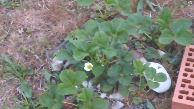 Клубника 2026 ждём