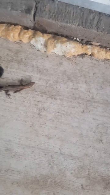 398. Кошка Алиса и Ящирица #shorts