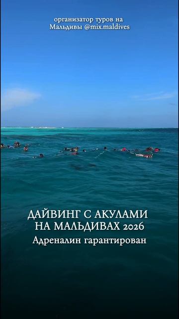 Дайвинг с акулами на Мальдивах