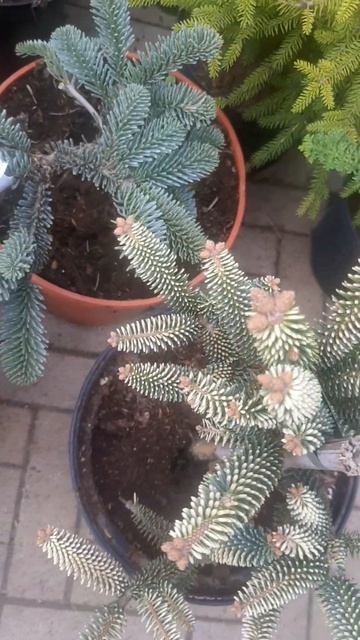 ❤🌲Пихта Испанская Ауреа 
✔Продажа растений в макс и телеграм канале: Https://t.me/love_is_hvoiny_dvo