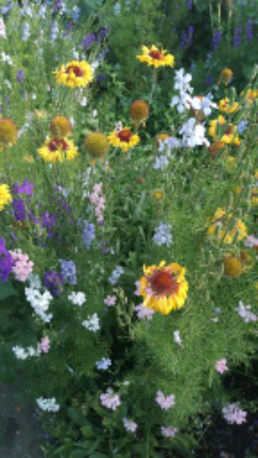 погода и пес