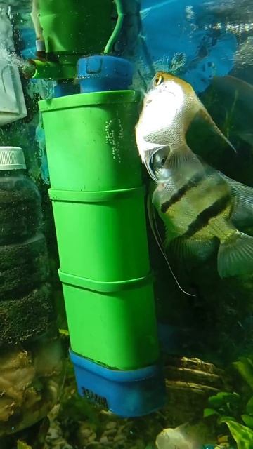 🐠 Скалярии и их икрометание: как это происходит?