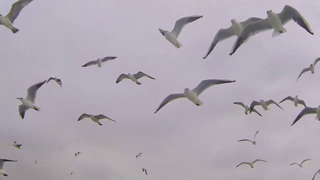 Красота полёта птиц. Красивая музыка.