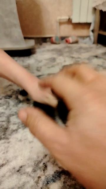 Знакомство с котёнком.