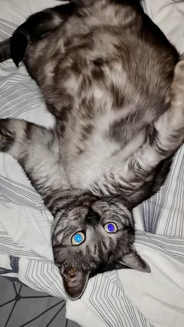 Гуччи очень устал и расплылся в лепёшечку. Наш пельмешка 😴💖🥟