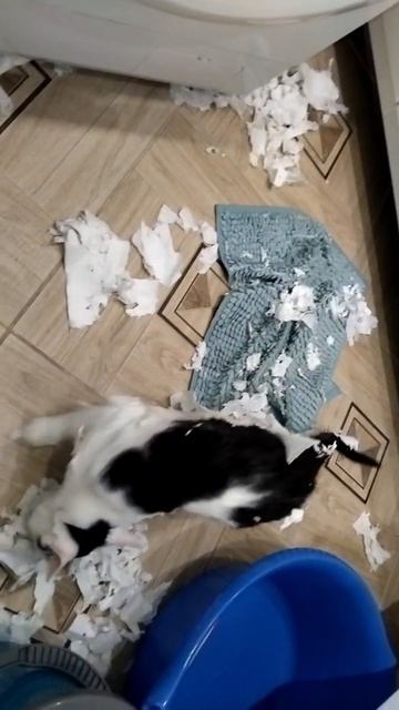 Однажды придя с работы домой🫢😳зато Роки не скучал один😸