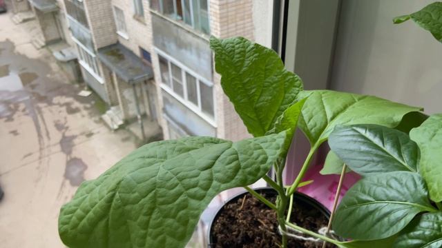 Рассада баклажан 30.04.26