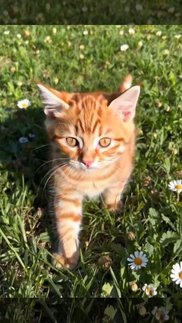 анимация котик