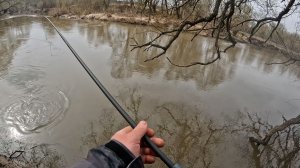 ВОТ ЭТО ДА, В КОРНЯХ ДЕРЕВЬЕВ БОЛЬШИЕ КАРАСИ. Рыбалка на удочку с боковым кивком, полу-донка.