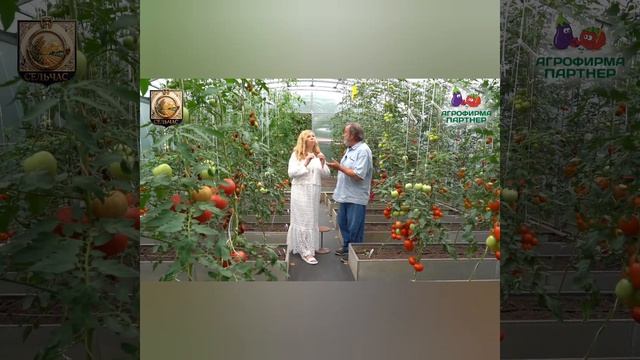 Как правильно выбрать томаты для посадки.