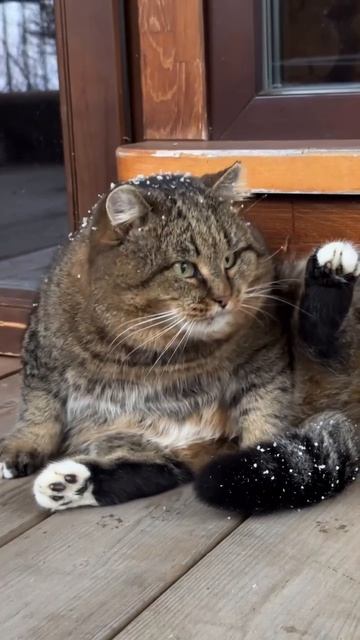 Мудрый Барсюша 30-04-2026